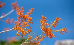Festival "Cù Lao Chàm-mùa hoa ngô đồng đỏ"