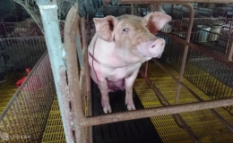 Giá heo hơi tăng vọt