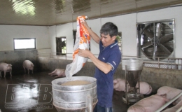 Hưng Hà: Người chăn nuôi gặp khó khi giá thức ăn tăng cao