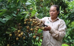 Hướng tới nông nghiệp bền vững từ tiếp cận “sức khỏe cây trồng”