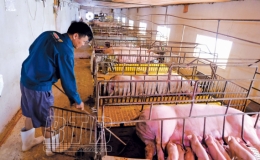 Làm giàu từ chăn nuôi lợn