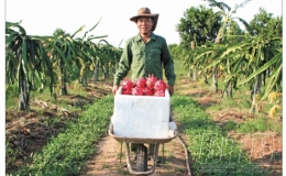 Lão nông chinh phục đất hoang