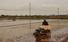 Nông dân huyện Đông Hưng xuống đồng cấy lúa mùa
