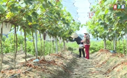 Triển vọng từ cây nho hạ đen