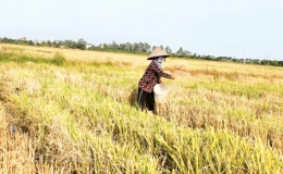 Vũ Thư: Vận động nông dân biến rơm rạ thành phân bón