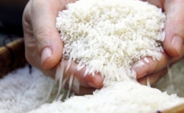 Giá gạo xuất khẩu từ Việt Nam, Thái Lan cao nhất trong hơn một thập kỷ