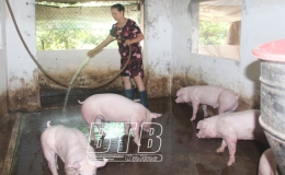 Giá lợn hơi tăng trở lại