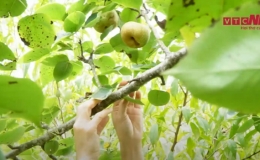 Hấp dẫn mùa lê Tai - Nung ở Lào Cai