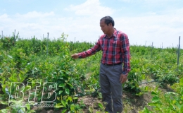 Nông dân xã Chí Hòa: Làm giàu từ vùng chuyển đổi