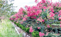 Sắc hồng tường vi