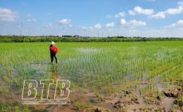 Tập trung chăm sóc lúa mùa