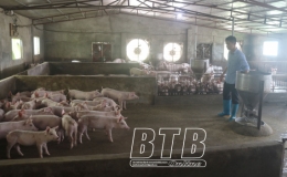 Ứng dụng công nghệ tia UV xử lý vi sinh vật gây bệnh tại các trang trại chăn nuôi lợn