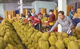 Xuất khẩu rau quả 6 tháng đầu năm 2023 gần bằng cả năm 2022