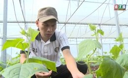 Anh Tài tiên phong trồng dưa trong nhà kính