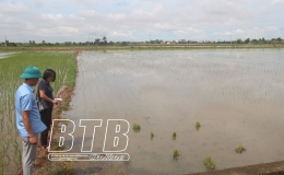 Bảo vệ lúa mùa mới gieo cấy