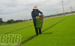 Các địa phương mở rộng diện tích cấy máy