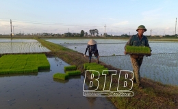 Chủ động tiêu nước phòng, chống ngập úng cho lúa mùa