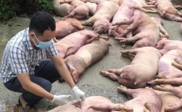 Dịch tả lợn châu Phi tiếp tục bùng phát nhiều nơi