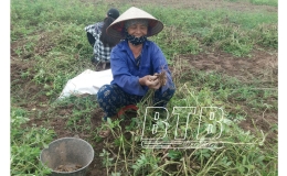Điệp Nông thắng lớn vụ lạc xuân