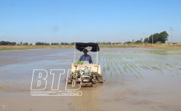 Toàn tỉnh đã gieo cấy trên 57.200ha lúa mùa