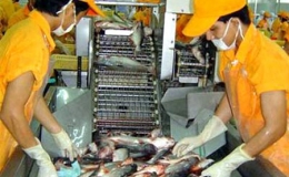 EU hỗ trợ xây dựng chuỗi giá trị cá tra bền vững ở Việt Nam