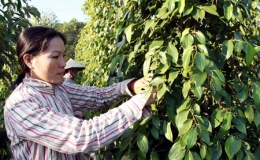 Xuất khẩu hồ tiêu: Căng thẳng nguồn hàng