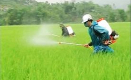 51% lượng thuốc trừ sâu nhập khẩu từ Trung Quốc