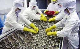 Xuất khẩu tôm tăng 45% trong tháng 7