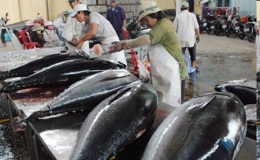 Xuất khẩu cá ngừ sang EU tăng trưởng cao
