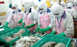 Tôm Việt Nam xuất khẩu sang thị trường Malaysia