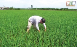 Cảnh giác với bệnh lùn sọc đen và rầy lưng trắng