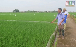 Kiến Xương tập trung phòng trừ bệnh lùn sọc đen trên lúa