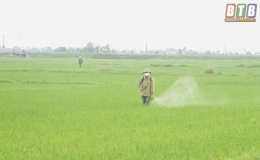 Tiền Hải: Phòng, trừ rầy bảo vệ lúa mùa