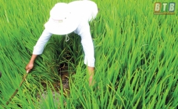 Vũ Thư tập trung kiểm soát bệnh lùn sọc đen