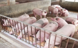 Giá lợn hơi có xu hướng giảm