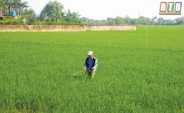 Tiền Hải phòng, trừ sâu bệnh, bảo vệ lúa mùa