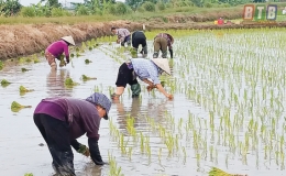 Mô hình nhỏ, hiệu quả lớn
