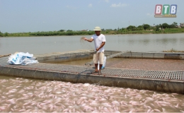 Một số lưu ý trong chăm sóc cá lồng mùa mưa lũ