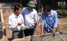Xã An Bình: 80 hộ nuôi ba ba thương phẩm đem lại giá trị hàng chục tỷ đồng