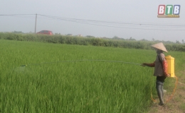 Đông Hưng: Chủ động phòng trừ sâu bệnh hại lúa mùa
