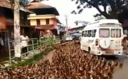 Hàng ngàn con vịt xuống phố gây tắc nghẽn giao thông ở Ấn Độ