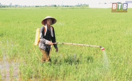 Thái Thụy tập trung phòng, trừ sâu cuốn lá nhỏ và rầy các loại