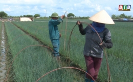 Nông dân Quỳnh Hải – Quỳnh Phụ chăm sóc rau màu trong điều kiện thời tiết bất thuận