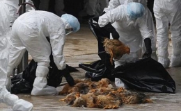 Xuất hiện đàn gà 1.500 con dương tính với H5N1 ở Cần Thơ