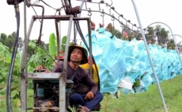 Hệ thống ròng rọc vận chuyển chuối tại trang trại ở miền Tây