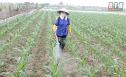 Vũ Thư: Xuất hiện sâu keo mùa thu gây hại cây ngô