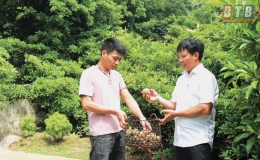 Ngọt ngào hồng xiêm Lô Giang