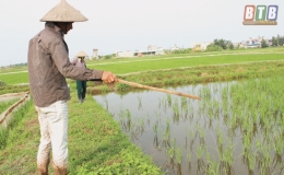 Cảnh báo tình trạng sử dụng điện để bẫy chuột bảo vệ sản xuất