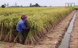 Thời vụ gieo trồng cây vụ đông từ ngày 15/9