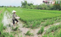 Thái Thụy: Phòng, chống bệnh lùn sọc đen trên lúa